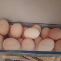 تخم مرغ محلی تازه ارگانیک بابهترین دون تغذیه شده|خوردنی و آشامیدنی|مشهد, امیریه|دیوار