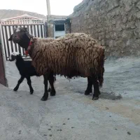میش و بره