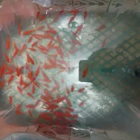 انواع ماهی قرمز همه سایز همه مدل ‌حراج شد