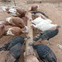 بوقلمون محلی تخم گذار|حیوانات مزرعه|شیراز, قلات|دیوار