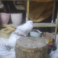کبوتر سفید تمام نر