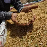 خریدار گندم نقد