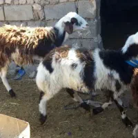 بره ماده بروجردی