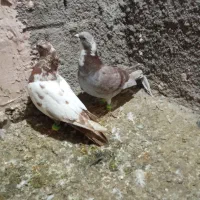 کفتر|پرنده|نیشابور, مازول|دیوار