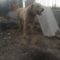 توله ۱سال سنگین وزن افغانی