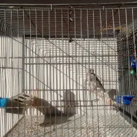 سقا وسهره قناری|پرنده|کرمان, |دیوار