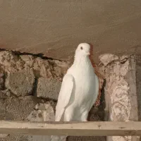کبوترسفیدچشم سفیدنوک ریز.یک جفت مفلق سفید|پرنده|چادگان, |دیوار