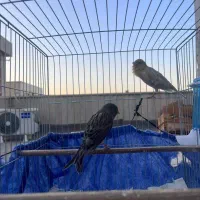 قناری نر شلاقی|پرنده|تهران, زرکش|دیوار