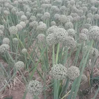 بذر پیاز فلات طلایی|خدمات باغبانی و درختکاری|آشخانه, |دیوار