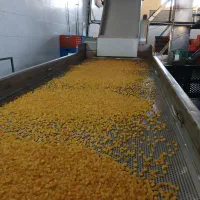 کشمش طلای افتابی خرمایی همه مدل موجود است|خوردنی و آشامیدنی|ماهدشت, |دیوار