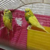 مرغ عشق مولد خوب