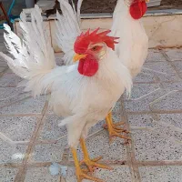 دو عدد خروس جوان