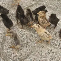 جوجه اردک و جوجه مرغ یکهفتهای|حیوانات مزرعه|رشت, باهنر|دیوار