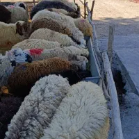 بره فروشی دام زنده