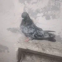 15عدد کفتر خوب