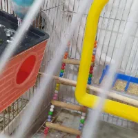 پرنده|پرنده|گیان, |دیوار