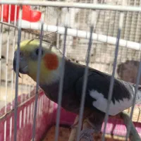 عروس هلندی جفت بالغ