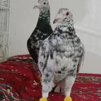 کفتر|پرنده|نیشابور, ریوند|دیوار