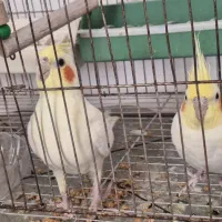 عروس هلندی|پرنده|نیریز, |دیوار