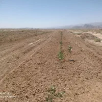 حدود-نیم-هکتار-زمین-پسته-6ساله-پیوند-خورده