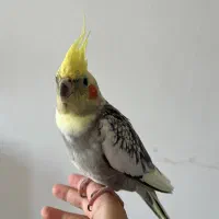 عروس هلندی نر