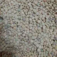 عدس ریز و درشت