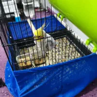 یک عدد عروس هلندی نر|پرنده|ابهر, |دیوار