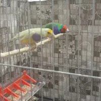 یک جفت فنچ خارجی