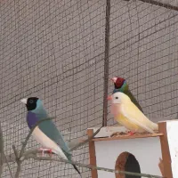 فنچگلدین|پرنده|خورموج, |دیوار