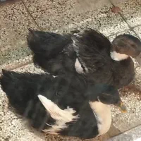 اردک سالم و سرحال