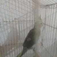 عروس هلندی ماده