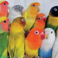 پذیرش واگذاری رایگان پرندگان  زینتی