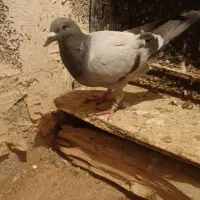 کبوتر پلاکی|پرنده|اسلامآباد غرب, |دیوار