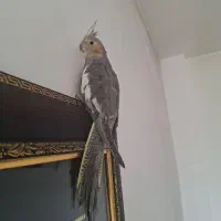 جوجه عروس هلندی