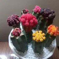 هدیه روز مادر گل گیاه