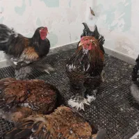 تخم برهما لایت|حیوانات مزرعه|تهران, ترمینال جنوب|دیوار