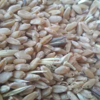 گندم مهرگان