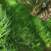 تناژبیشتر با کودتخصصی ارگانیک