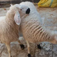 گوسفند دوسه قلوزا ابست دوماه