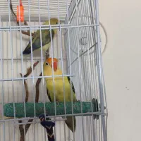 طوطی برزیلی لاوبرد پاربلو سرزرد یا طوطی برزیلی