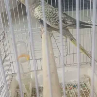 عروس هلندی نر|پرنده|ماهدشت, |دیوار