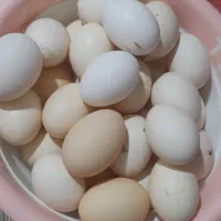 تخم مرغ محلی