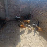 مرغ خروس جوجه|حیوانات مزرعه|زاهدان, |دیوار