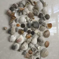 صدف آکواریوم