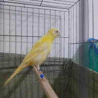 قناری نر|پرنده|قشم, |دیوار