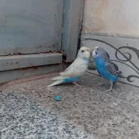 یک جفت  مرغ عشق  سالم|پرنده|ایرانشهر, |دیوار