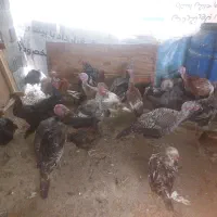 بوقلمون ارگانیک|حیوانات مزرعه|قزوین, |دیوار