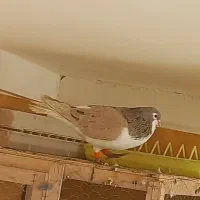 کبوتر ساده زرد نر پرخال سیاه کاشمر