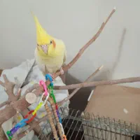 لوتینو نر دوساله