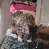 واگذاری رایگان بچه گربه ماده ۳ ماهه|گربه|بوکان, |دیوار